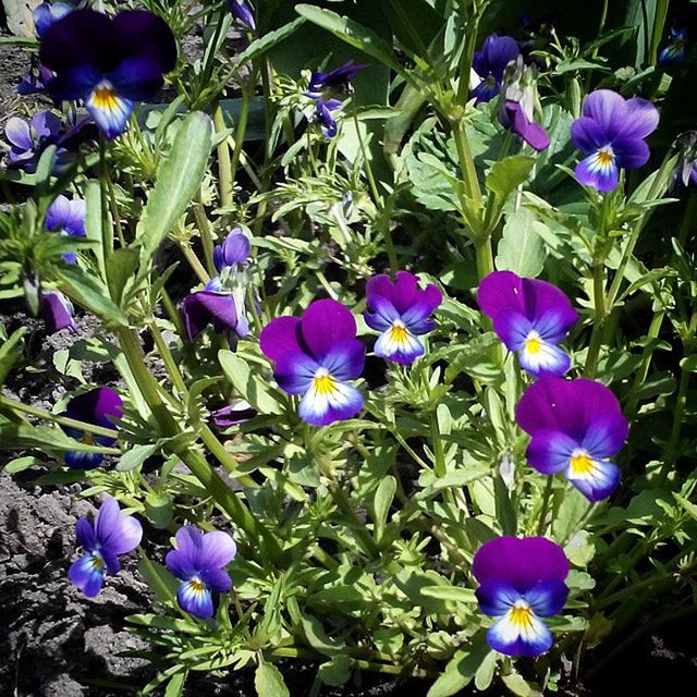 flower, purple, freshness, growth, fragility, plant, petal, beauty in nature, blooming, nature, flower head, leaf, field, blue, in bloom, green color, stem, high angle view, close-up, outdoors