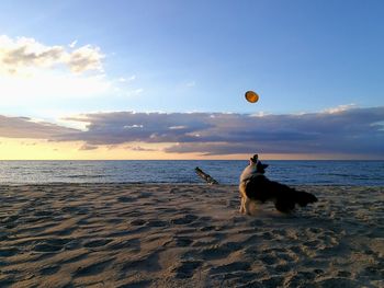 Dog playing with ball at beach against sky during sunset