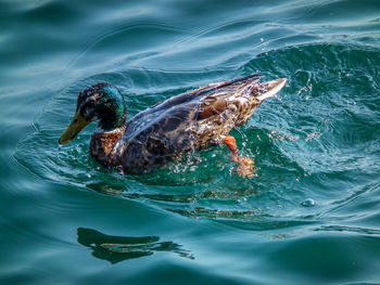 Turtle swimming in water