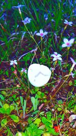 Full frame shot of white flowers blooming in grassy field