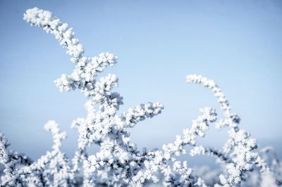 Close-up of cherry blossom against blue sky