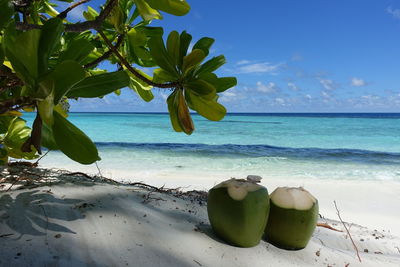 Close-up of green leaf on beach against sky