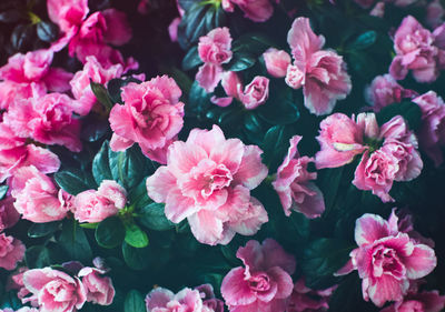 Close-up of pink flowers