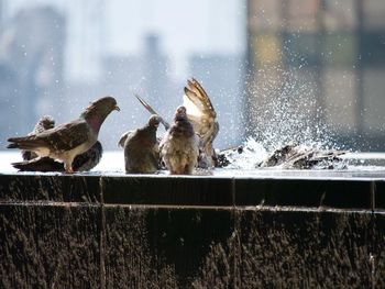 Pigeon birds perching in water