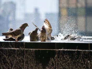 Birds perching on a snow