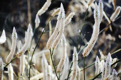 Close-up of frozen plants on field