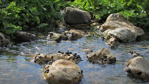 Ducks on rock in water