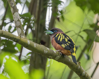Close-up of bird perching on branch