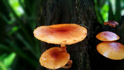 Close-up of mushrooms