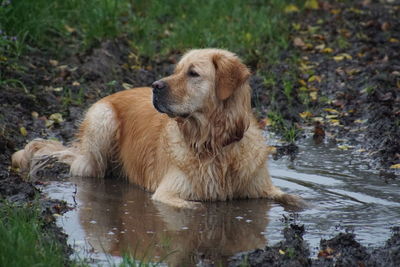 Portrait of dog in lake