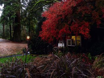 Red flowering trees and plants in yard during autumn