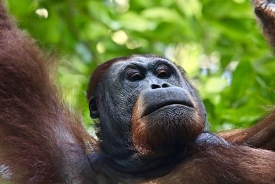 Close-up portrait of a monkey