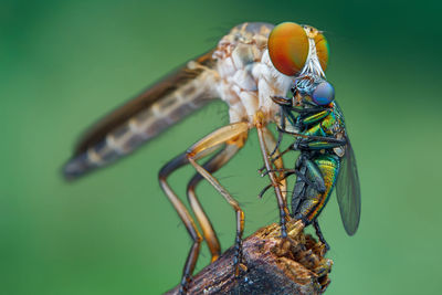 Close-up of a dragonfly