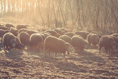 Flock of sheep on field