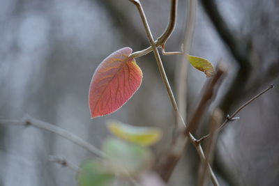 Close-up of fresh plant