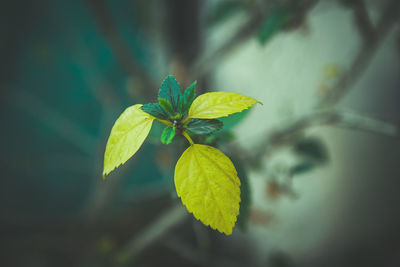 Close-up of yellow leaves on plant