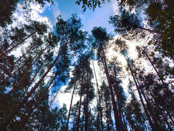 Low angle view of trees in forest