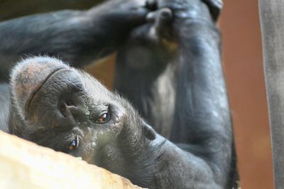 Close-up of chimpanzee