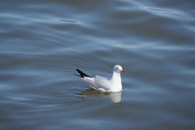 Swan swimming in lake