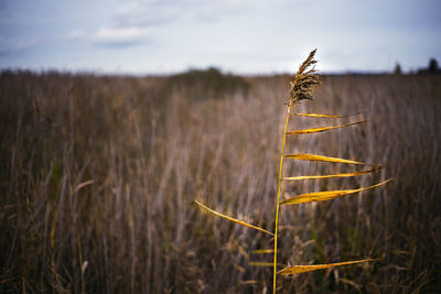 Selective focus on reed in the blurred reeds background near the lake. close up.