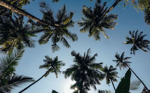 Low angle view of palm trees against clear sky