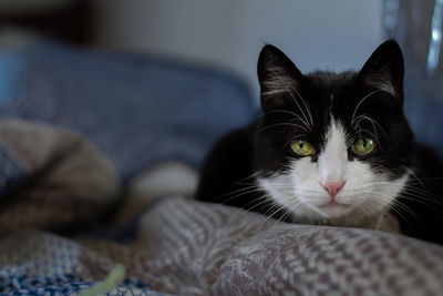 Portrait of cat relaxing at home