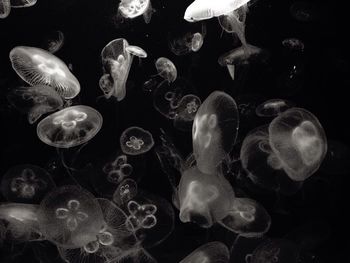 Fish swimming in sea