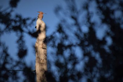 Low angle view of bird perching on wooden post against sky