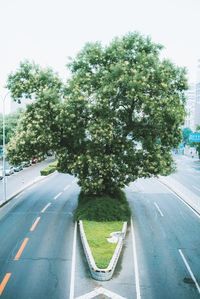 Trees by road in city