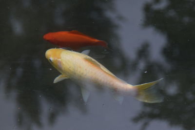 Close-up of koi fish in water