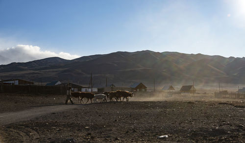 View of cows on field by mountains against sky