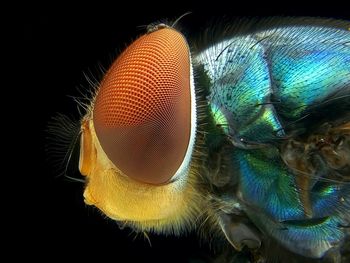 Close-up portrait of insect