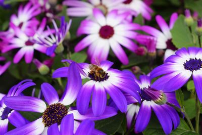 Close-up of bee on purple flowers