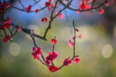 Close-up of pink cherry blossom