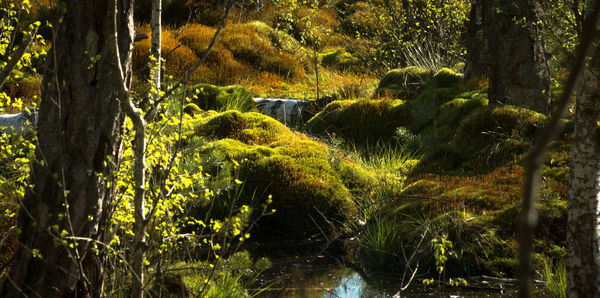 Scenic view of lake amidst trees in forest