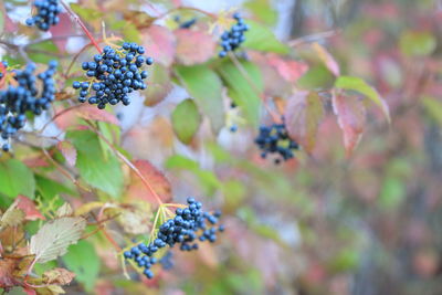 Blueberries growing on tree