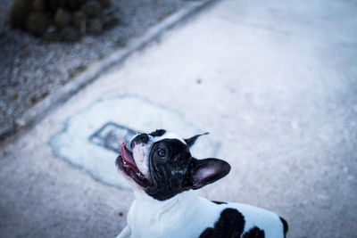 Close-up portrait of dog