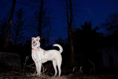 View of dog sitting on field against sky