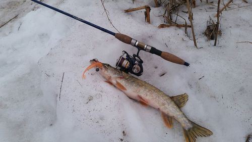 High angle view of dead fish on snow