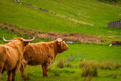 Highland Cow in