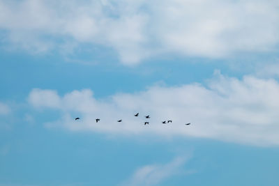 Low angle view of birds flying in sky