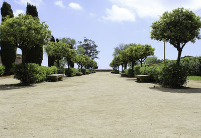 Footpath amidst trees against sky