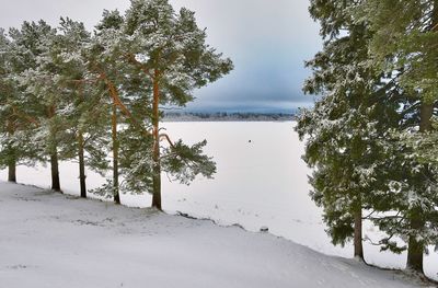 Trees on snow covered land against sky