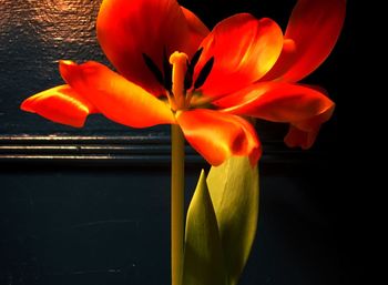 Close-up of orange flower blooming outdoors