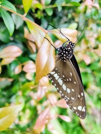 Close-up of butterfly pollinating on flower