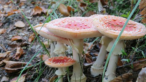 Close-up of fly agaric mushroom in forest