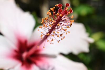 Close-up of pink hibiscus blooming outdoors