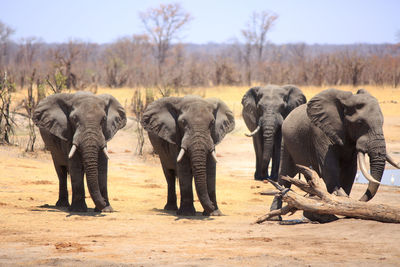 View of herd elephants on african savannah