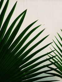 Close-up of palm leaves against blue sky