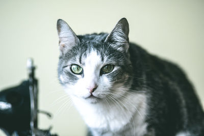 Close-up of cat outdoors